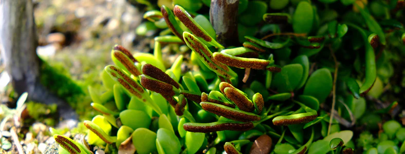 盆栽苔を長く楽しむ方法