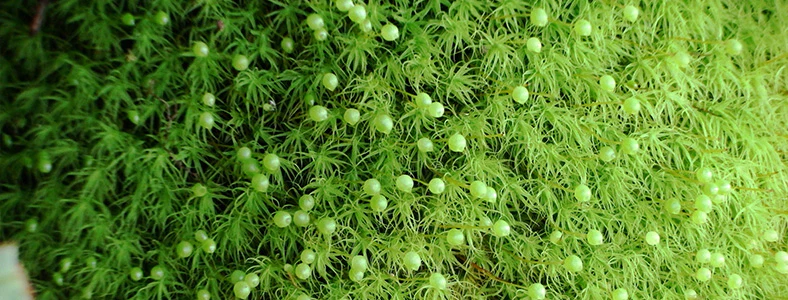盆栽苔の選び方と育て方【初心者向け 完全ガイド2025】